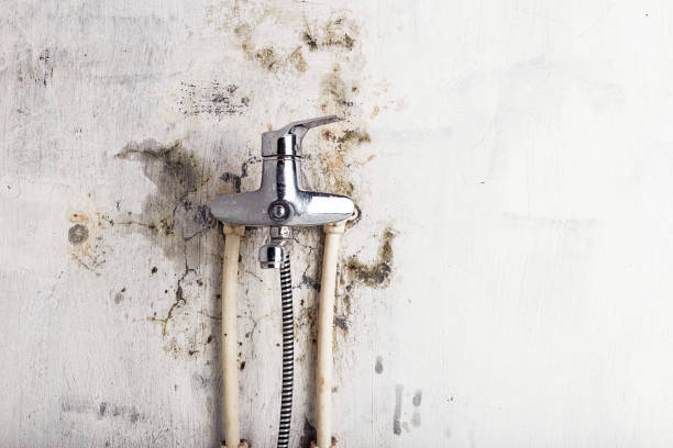 Best Mold Testing  in Brier, WA