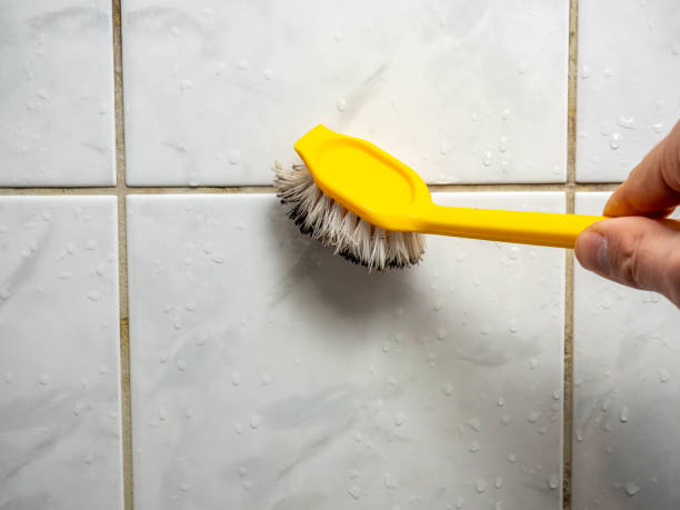 Best Mold Damage Repair  in Brier, WA