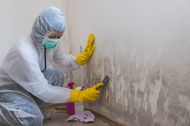 Best Fast Mold Removal  in Brier, WA