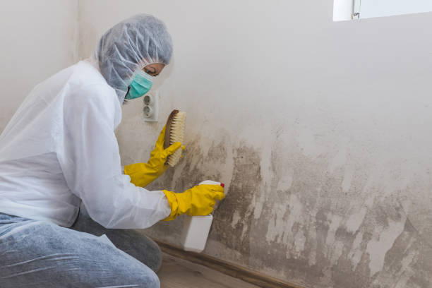 Office Mold Removal Services in Brier, WA