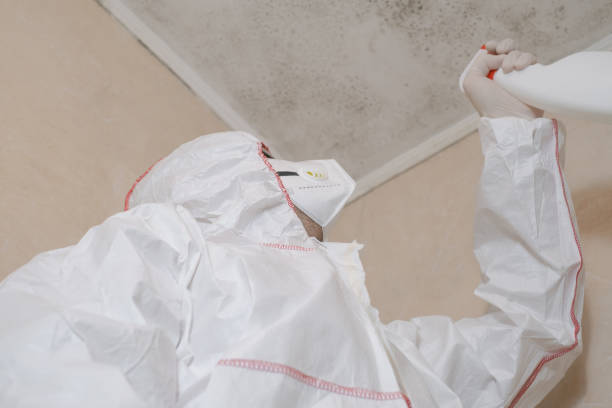 Best Mold Remediation  in Brier, WA