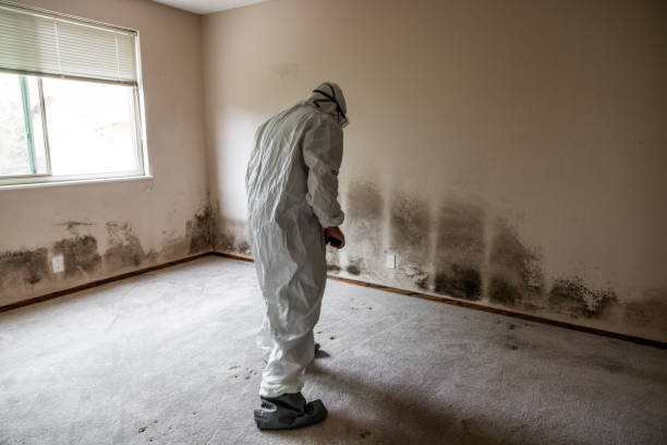 Best Emergency Mold Removal  in Brier, WA