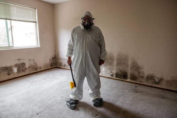 Best Attic Mold Removal  in Brier, WA
