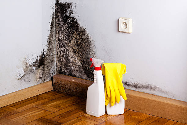 Best Commercial Mold Removal  in Brier, WA