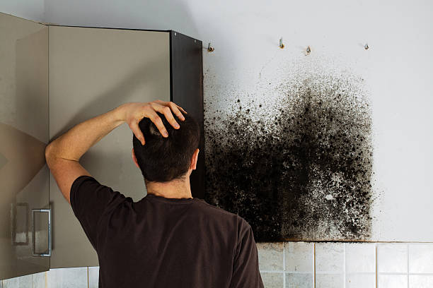 Best Mold Removal Process  in Brier, WA